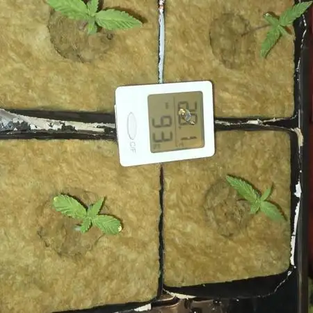 Tangerine dream auto