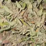 Outdoor grow 2025