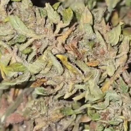 Outdoor grow 2025