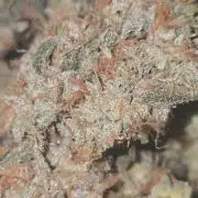Orion f1 (hydro