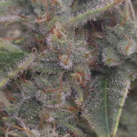 Blue gelato 41 (hydro)