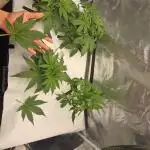 Tangerine dream auto