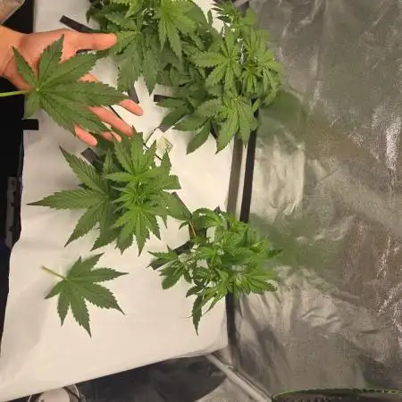 Tangerine dream auto