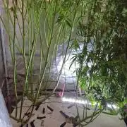 Tangerine dream auto (hydro)