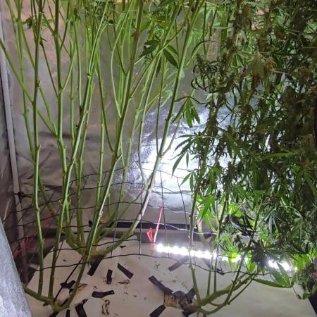 Tangerine dream auto (hydro)