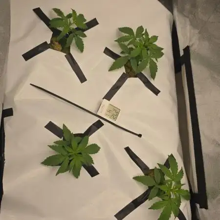 Tangerine dream auto