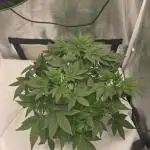 Blue gelato 41 (hydro)