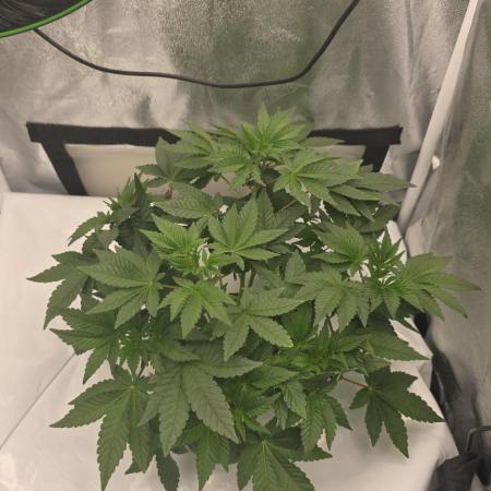 Blue gelato 41 (hydro)