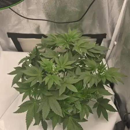 Blue gelato 41 (hydro)