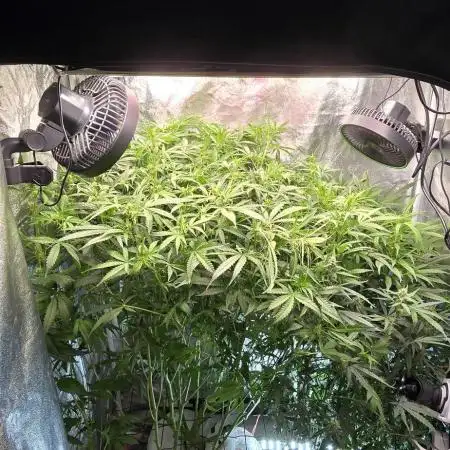 Tangerine dream auto (hydro)