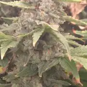 Blue gelato 41 (hydro)