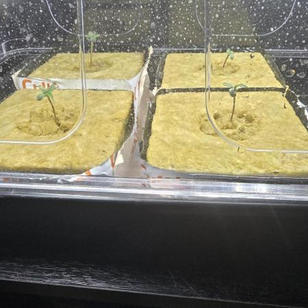 Tangerine dream auto