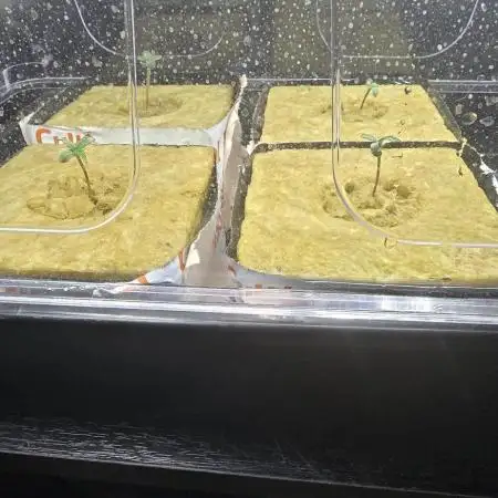 Tangerine dream auto