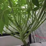 Blue gelato 41 (hydro)