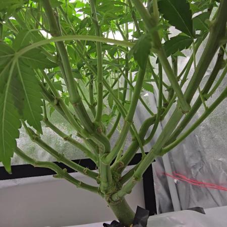 Blue gelato 41 (hydro)