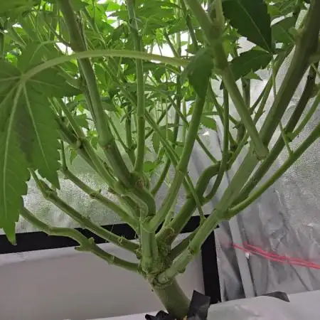 Blue gelato 41 (hydro)