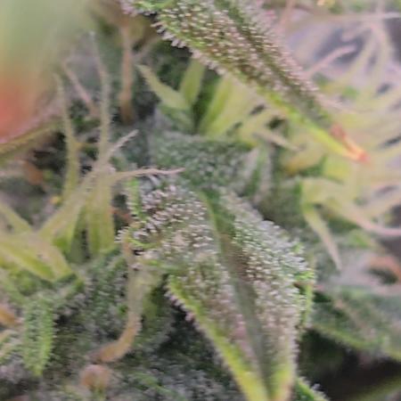 Tangerine dream auto (hydro)