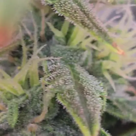 Tangerine dream auto (hydro)