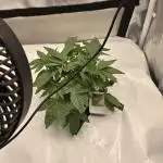 Blue gelato 41 (hydro)