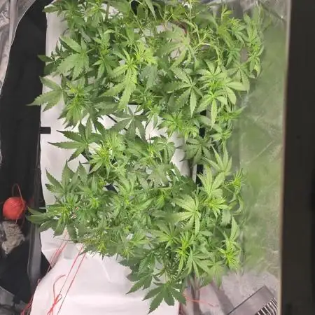 Tangerine dream auto (hydro)