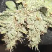 Blue gelato 41 (hydro)