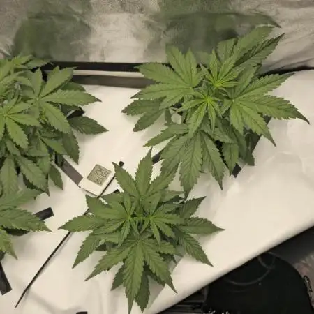Tangerine dream auto