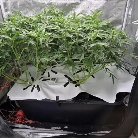 Tangerine dream auto (hydro)