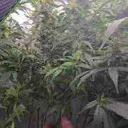 Blue gelato 41 (hydro)