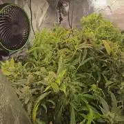 Tangerine dream auto (hydro)