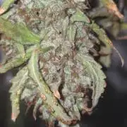 Tangerine dream auto (hydro)
