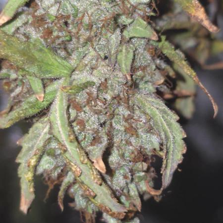 Tangerine dream auto (hydro)