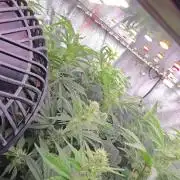 Blue gelato 41 (hydro)