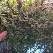 Tangerine dream auto (hydro)