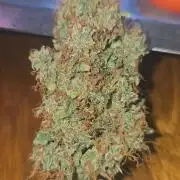 Gaia f1