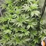 Blue gelato 41 (hydro)