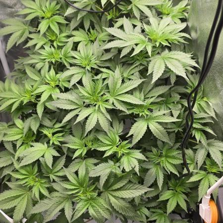 Blue gelato 41 (hydro)