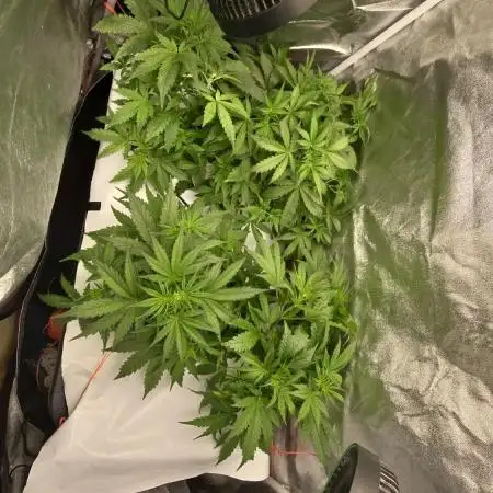 Tangerine dream auto