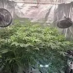 Tangerine dream auto (hydro)