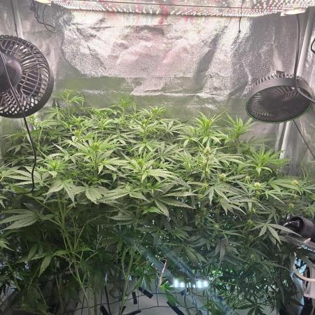 Tangerine dream auto (hydro)