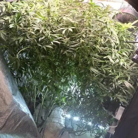 Tangerine dream auto (hydro)