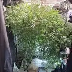 Tangerine dream auto (hydro)