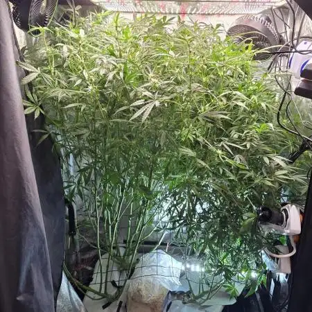 Tangerine dream auto (hydro)