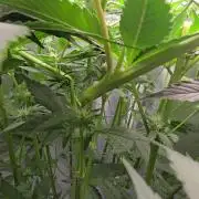 Blue gelato 41 (hydro)