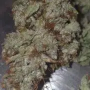 Blue gelato 41 (hydro)