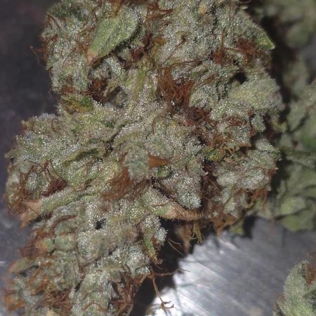 Blue gelato 41 (hydro)