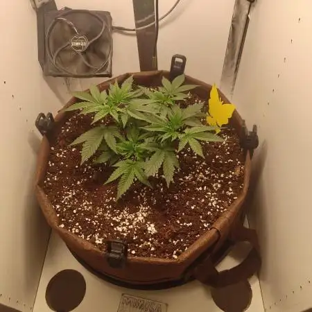 First grow in IKEA wardrobe
