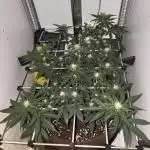 First grow in IKEA wardrobe