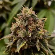 Pineapple Chunk ~ Barney's Farm