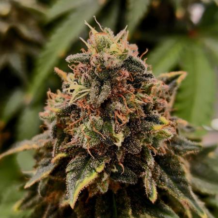 Pineapple Chunk ~ Barney's Farm