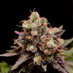 First grow in IKEA wardrobe